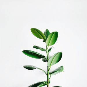 Ceramic Planter Set (3pc)