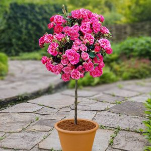 Rose Garden Bundle